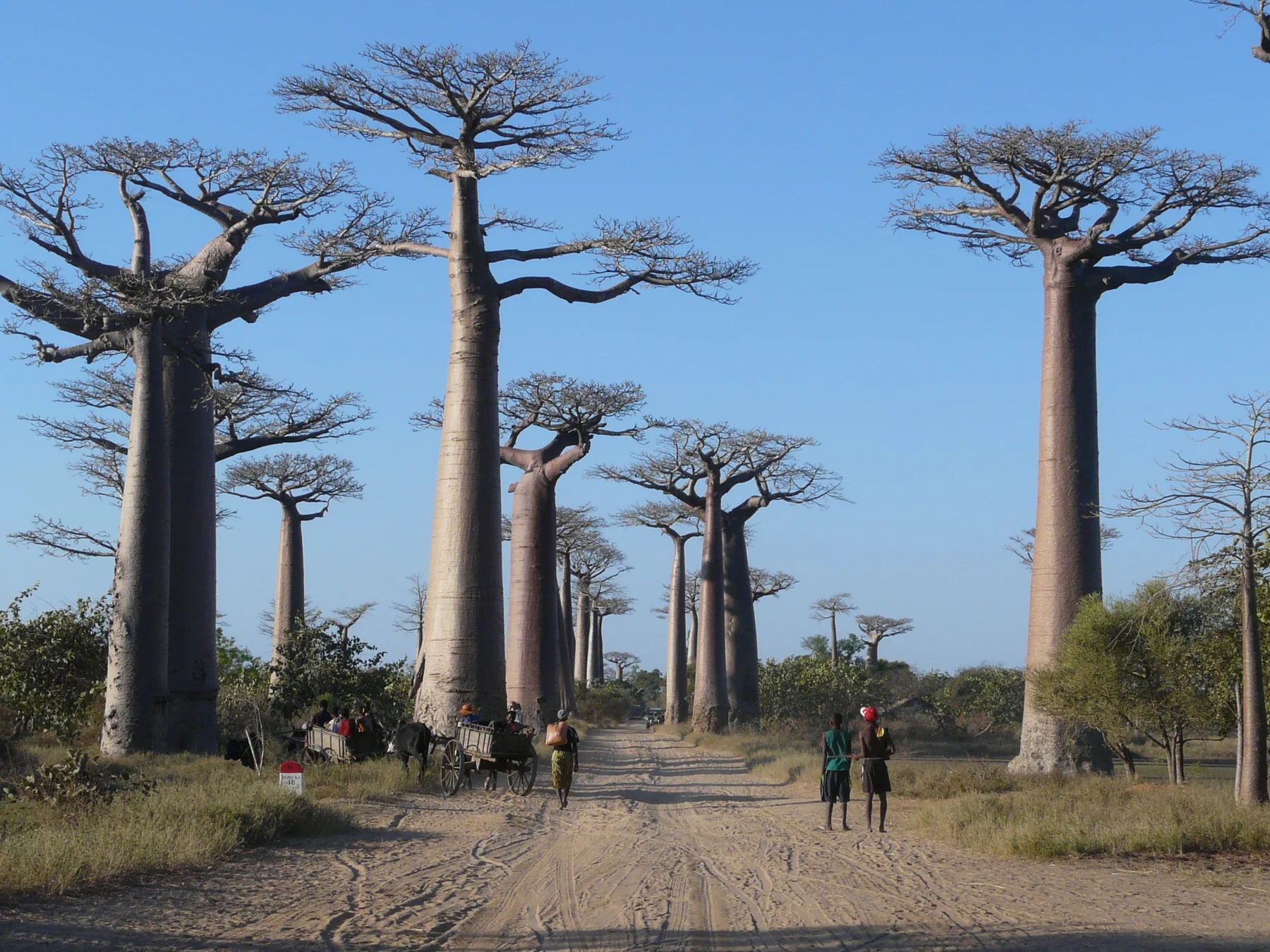 Daylight along the Avenue of the Baobabs